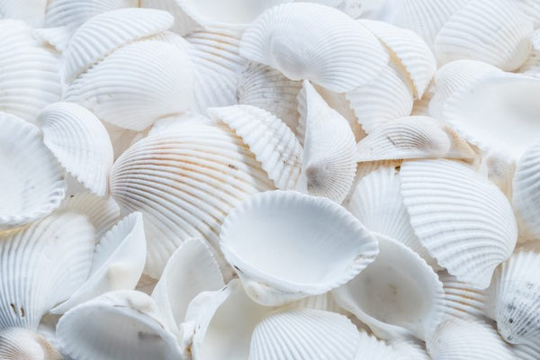 HOW TO TRANSFORM YOUR SHELL COLLECTION INTO STUNNING JEWELLERY PIECES – GUIDE